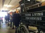 YL-Percherons