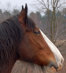 Magic of Blue Star Rescue who I used to demonstrate essential oils on horses