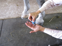 Equine Raindrop Technique using Essential Oils