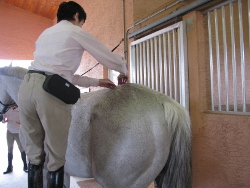 Equine Raindrop Technique Feather Stroking