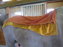 Equine Raindrop Technique Horse with Hot Compress