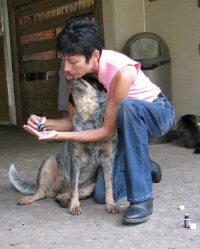 essential oil that calms dogs
