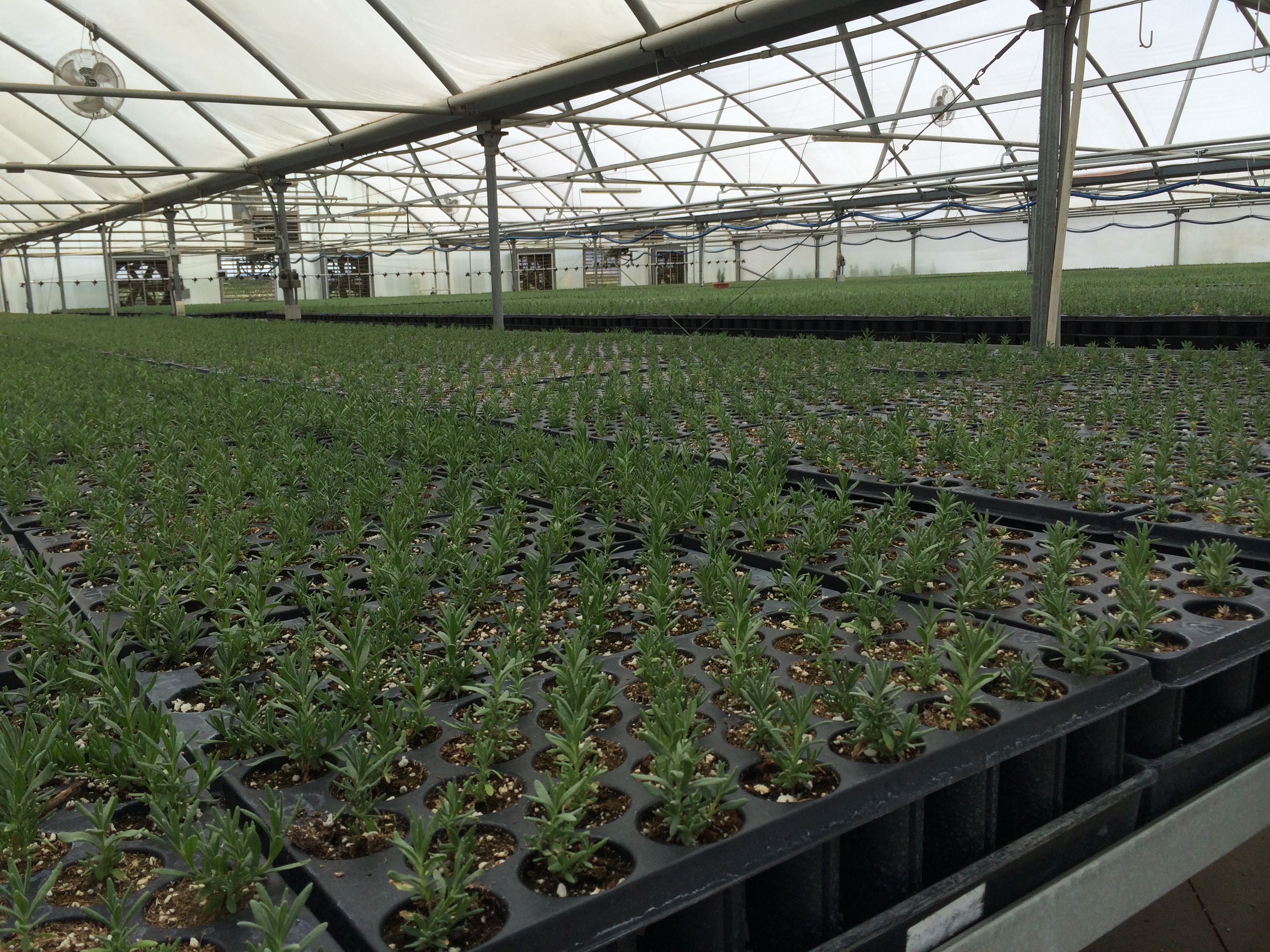 Young Living Greenhouse at Mona Utah Farms