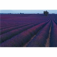 Lavender Field Small