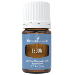 Buy Ledum Essential Oil Here!